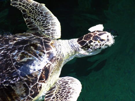 A turtle in a tank a feeding time.