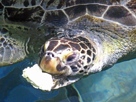 A turtle in a tank a feeding time.