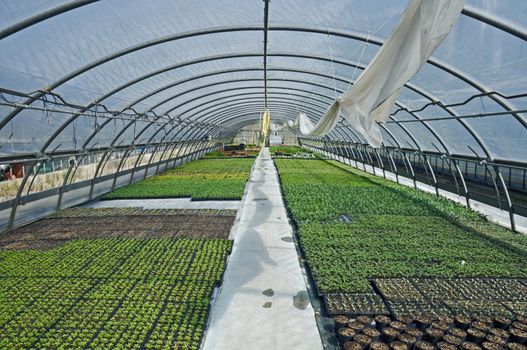 Different kind of plants growing in a greenhouse