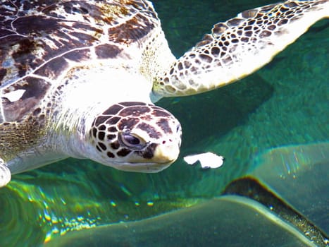 A turtle in a tank a feeding time.