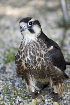 small falcon in Poland in Eastern Europe