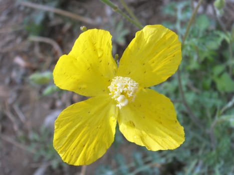 The Dicranostigma flower