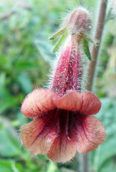 Rehmannia  for traditional Chinese medicine.