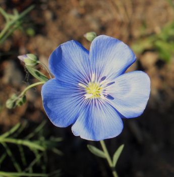 blue flax  flower