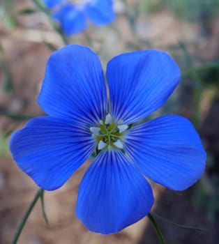 blue flax flower