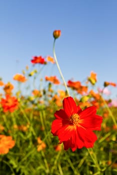 Cosmos flowers garden and blue sky