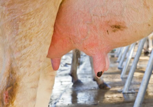 Cow udder in farm livestock