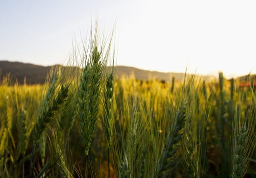 Green barley field in spring on a sunny day