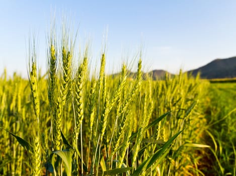 Green barley field in spring on a sunny day