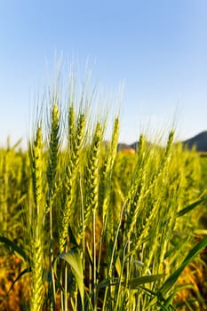 Green barley field in spring on a sunny day