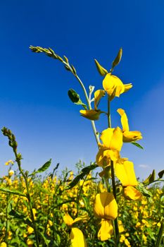 Rural Meadow Covered with Yellow Flowers and blue sky