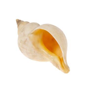 one shell photo on the white background