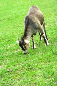 mountain chamois eats gras on green meadow