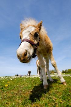 A sweet foal is standing green field.