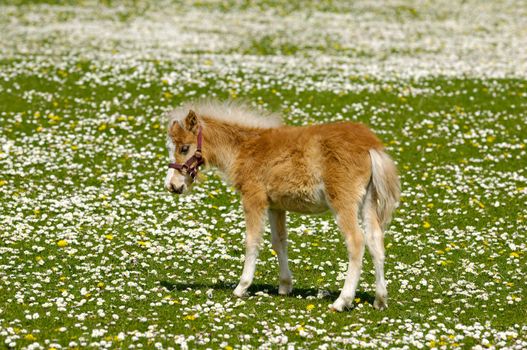 A sweet foal is standing alone on a flower meadow. 