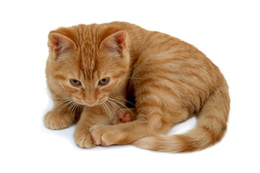 Sweet small kitten on a white background