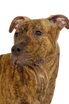 Staffordshire terrier dog on a clean white background