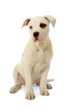 Sweet white puppy sitting on a white background.