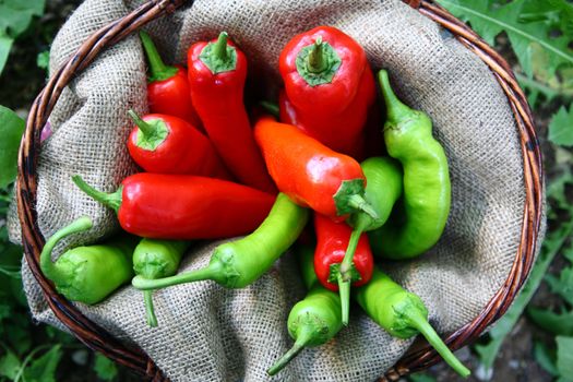 Basket of red and green peperoni in the garden