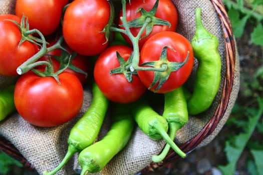 Basket with red tomatoes and green peperoni in the garden