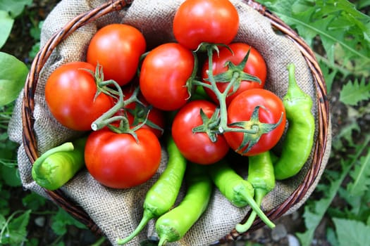 Wood basket full of red tomatoes and green peperoni