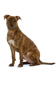 Staffordshire terrier dog sitting on a clean white background
