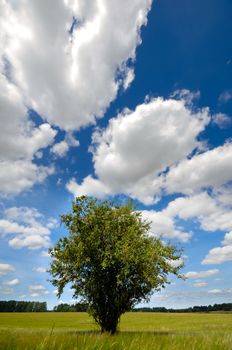 A tree is standing in a corn field. The sky is blue with white clouds.