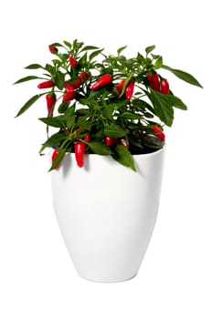 Chilli is growing in a pot. Isolated on a white background.