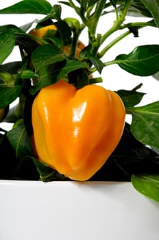 Orange pepper is growing in pot. Isolated on a white background.