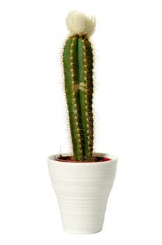 Cactus with white flower in a pot. Isolated on a white background.