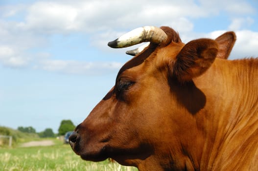 Face of a resting cow. The sky is blue with white clouds. Profile shot.
