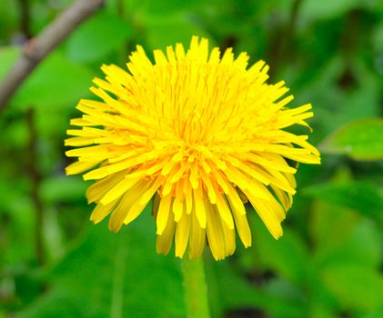 yellow dandelion on blurred green background