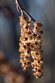 Catkins of alder (Alnus glutinosa) in the spring into the sunset