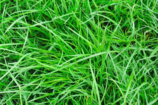 Fresh spring field grass (wheat grass) as a background