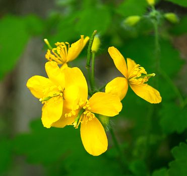 celandine flower in spring is very close