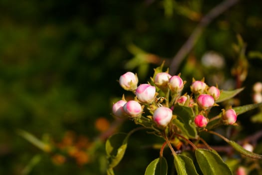 beautiful flower in the park. spring mood.