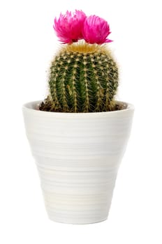 Cactus with pink flower in a pot. Isolated on a white background.