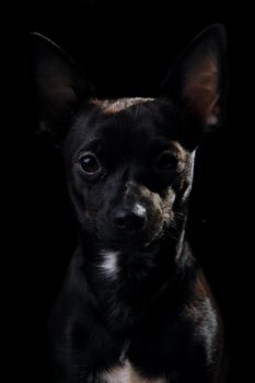 Sweet puppy dog on a black background. Mix of a miniature pincher and a chihuahua.