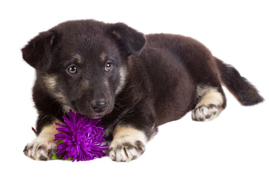 close-up puppy with flower, isolated on white