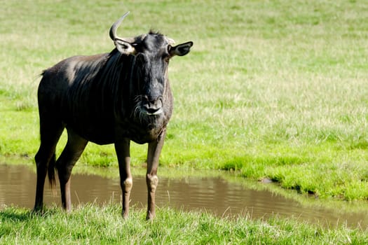 Old gnu is standing and looking on green grass