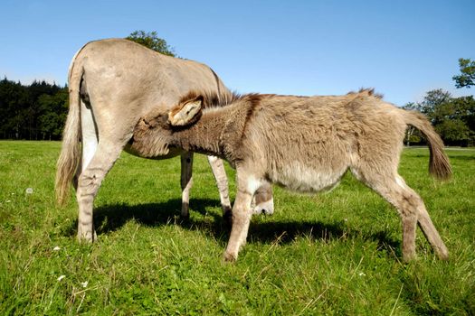 Donkey foal is drinking milk from its mother
