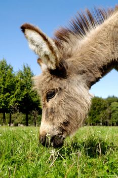 A sweet donkey foal is eating green grass
