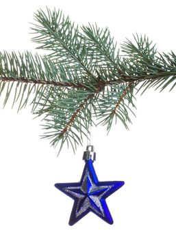 close-up blue star on fir branch, isolated on white