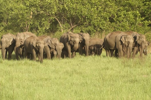 Large herd of wild asian elephants in Corbett National Park, Uttaranchal, India