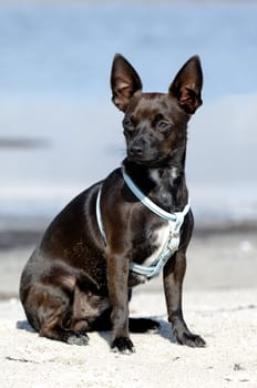 Sweet puppy dog is sitting in the sand on beach. The breed of the dog is aix of a miniature pincher and a chihuahua.
