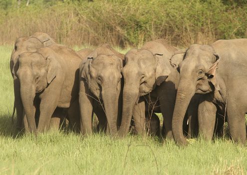 Herd of wild asian elephants in Corbett National Park, Uttaranchal, India