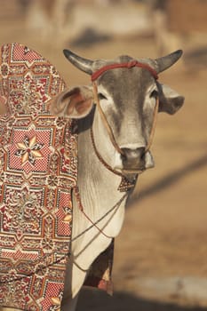 Bullock for sale at the Nagaur Livestock Fair, Rajasthan, India