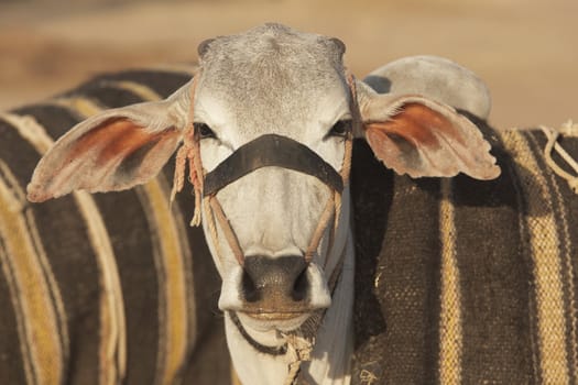 Bullock for sale at the Nagaur Cattle Fair, Rajasthan, India