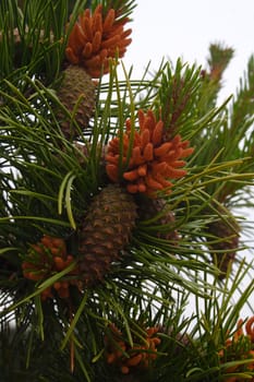 tree buds, young shoots, spruce, fir, new life, birth