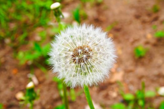 white, fluffy dandelion in the grass. gentle creature.